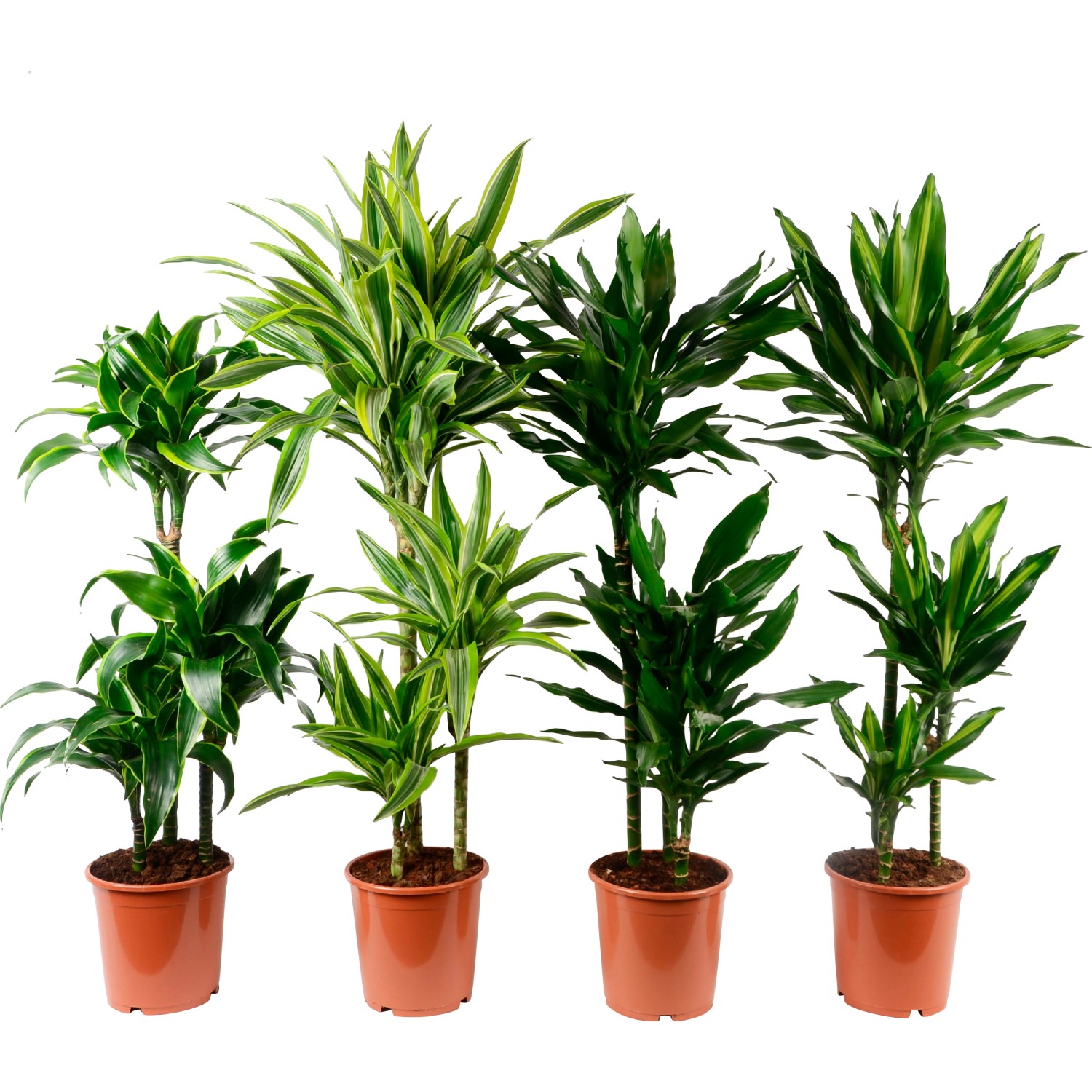 GROW by OBI Drachenbaum Sortiert Höhe 115120cm Topf Ø 21cm Draecaena