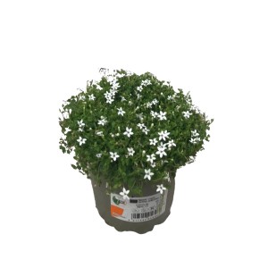 GROW by OBI Scheinlobelie White Stars im Topf, weiße, sternförmige Blüten.