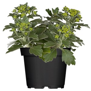 Gelbe Silberrand-Chrysantheme (Ajania pacifica) im Topf, eine dekorative Herbstpflanze für Beet und Balkon.