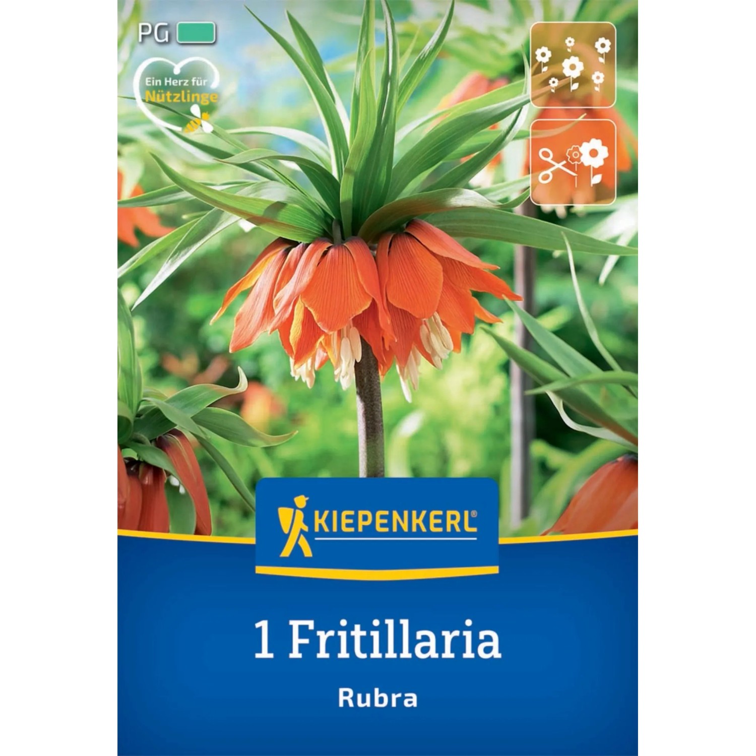 Kiepenkerl Blumenzwiebel Kaiserkrone Rubra 1 Stück