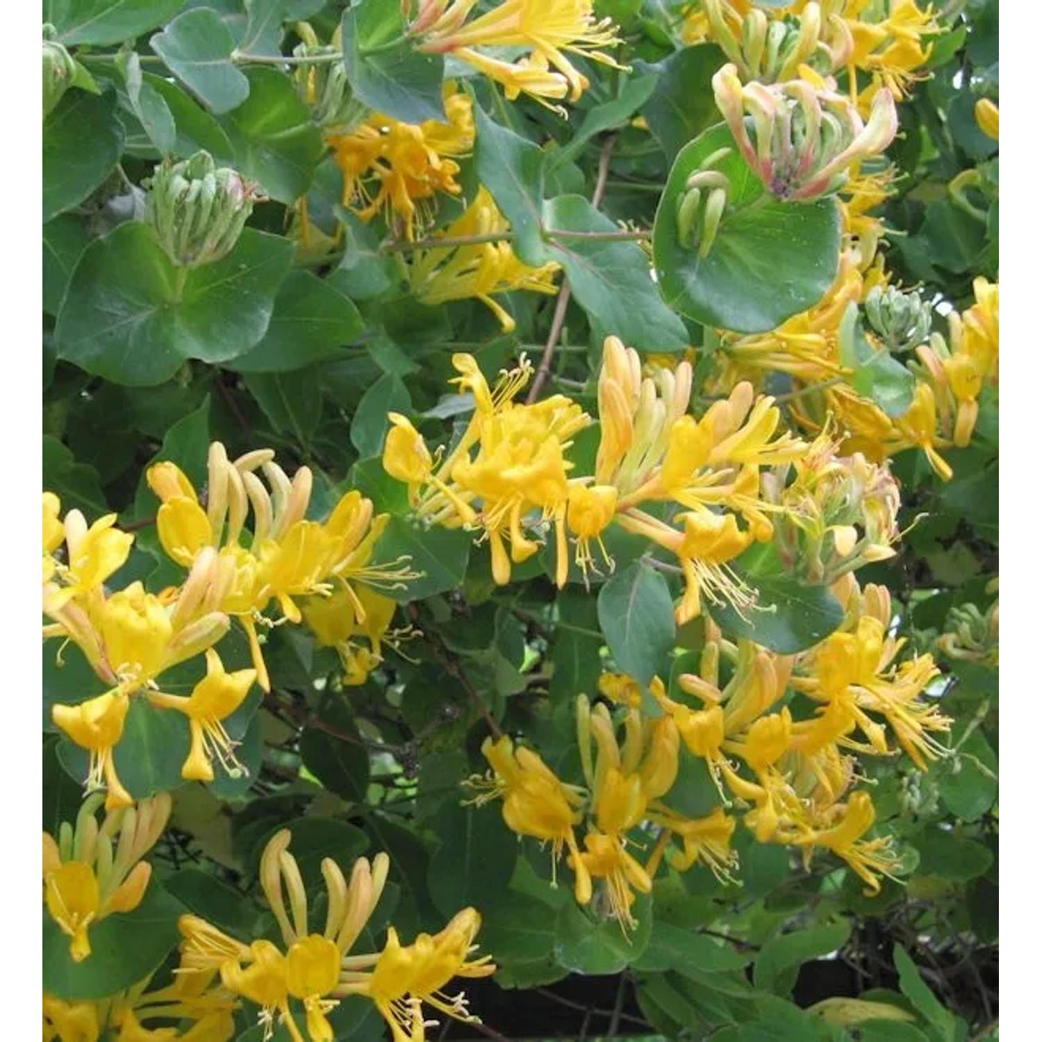 Gold Geißschlinge 80-100cm - Lonicera tellmanniana