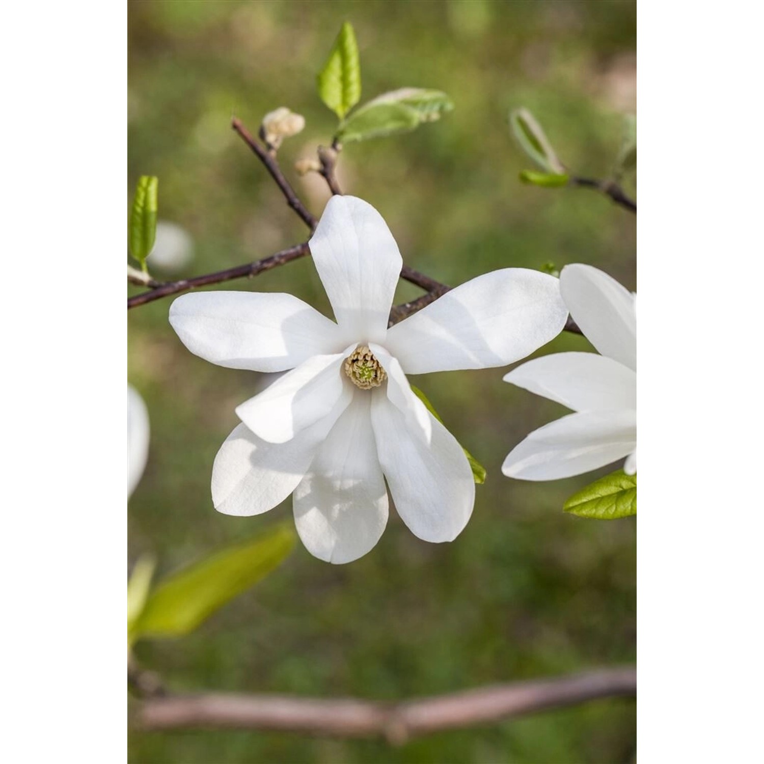 Magnolia Kobus 40–60 cm Duftend Weiße Blüten günstig online kaufen