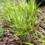Japanisches Waldgras (Hakonechloa Macra) im Garten, grüne Blätter, ca. 2 Liter Container.