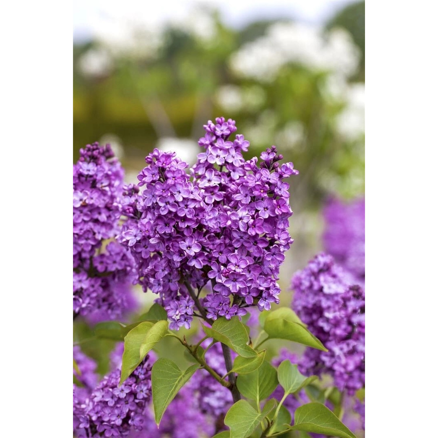 Syringa Vulgaris Flieder 'Katharine Havemeyer' 125-150 cm günstig online kaufen