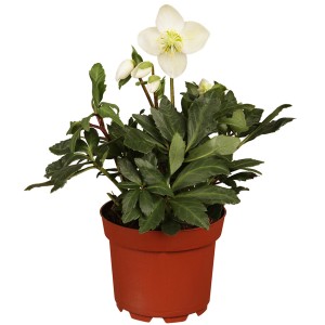 Christrose Weiß im Topf, ca. 13 cm Topf-Ø. Winterblüher mit grünen Blättern.