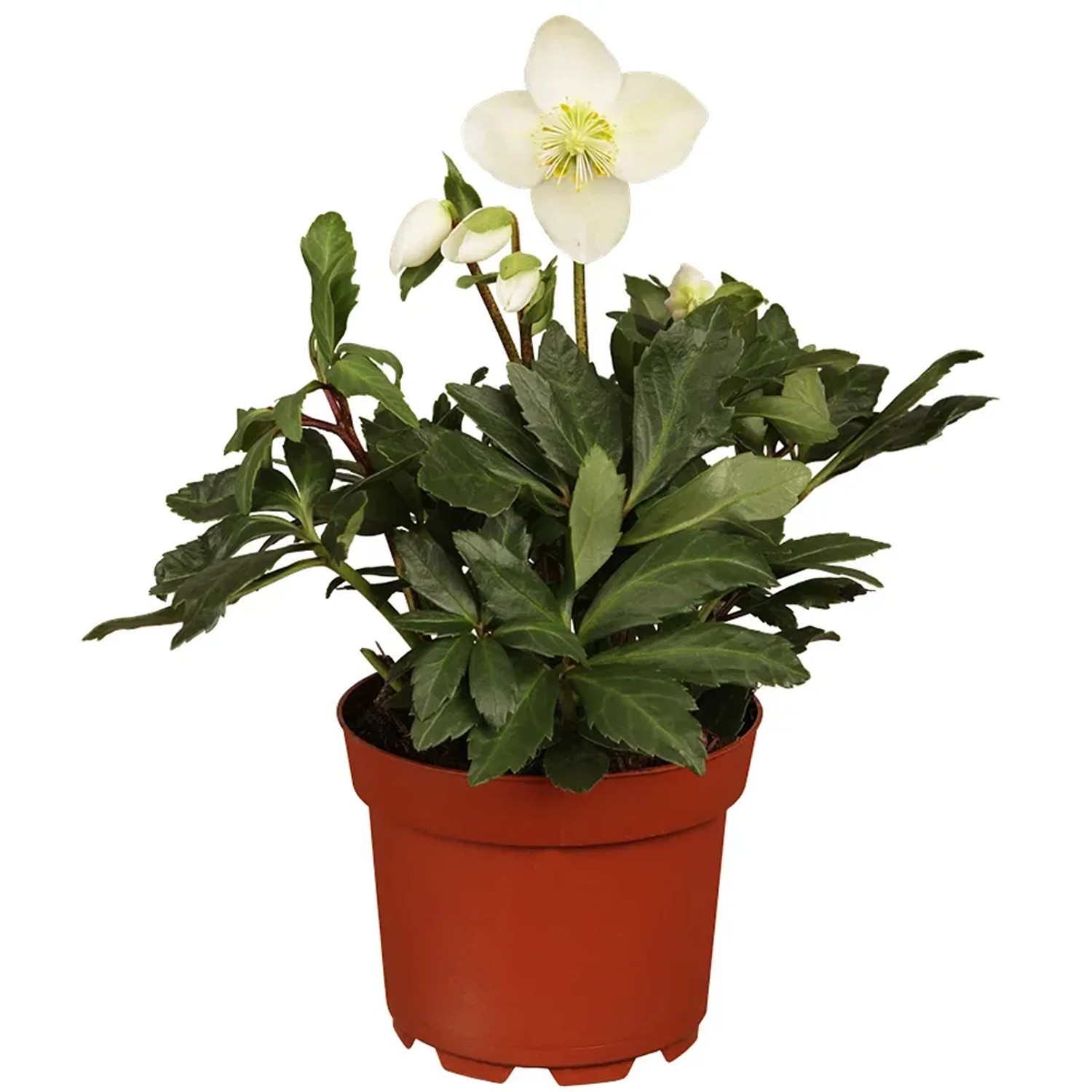 Christrose Weiß Topf-Ø ca. 13 cm Helleborus