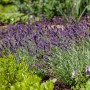 Blühender, echter Lavendel 'Siesta' im 9x9 cm Topf, violette Blüten im Garten.