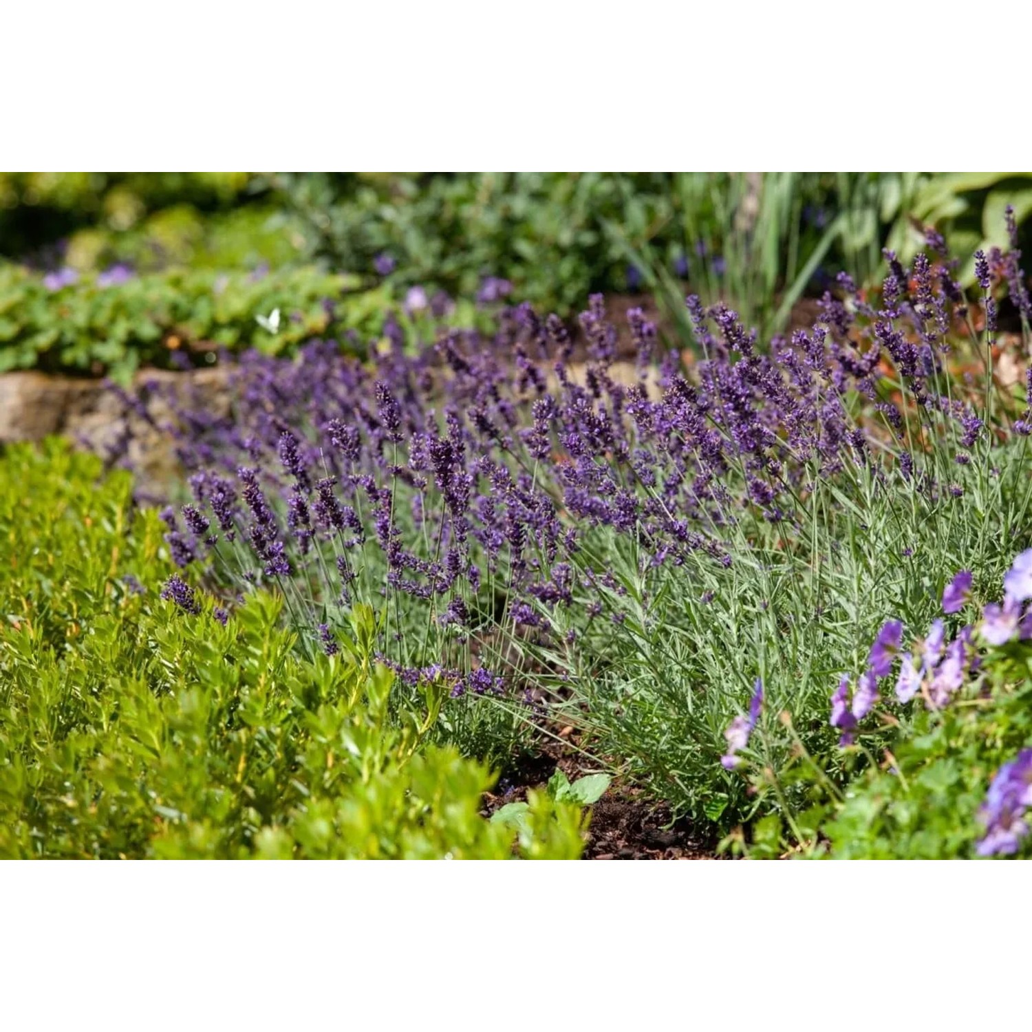 Blühender, echter Lavendel 'Siesta' im 9x9 cm Topf, violette Blüten im Garten.