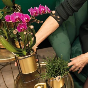 Kolibri Orchideen Überraschungsbox, einfarbig, mit 4 Orchideen im goldenen Topf.