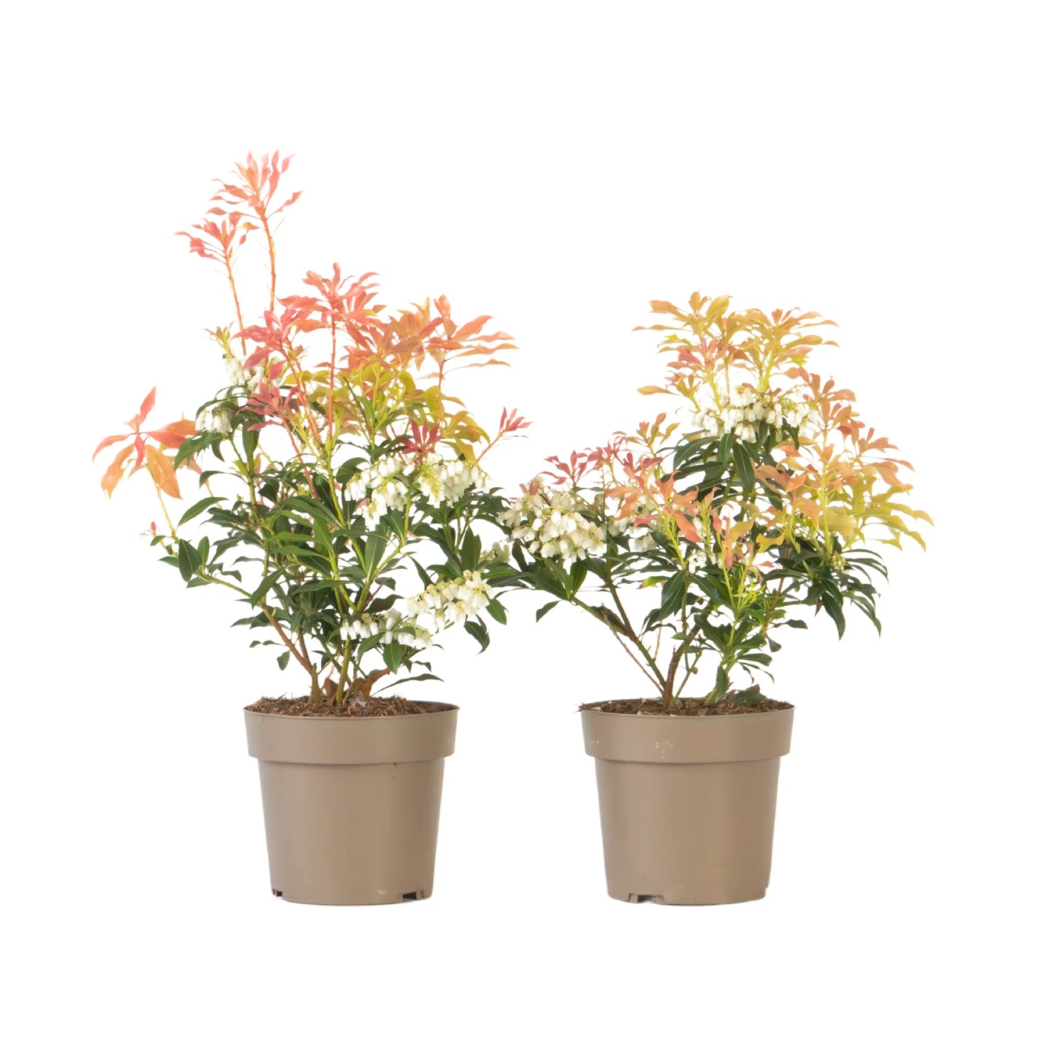 Plant In A Box Schattenglöckchen X2  Pieris 'Forest Flame' Höhe 25cm Ø17 Orange