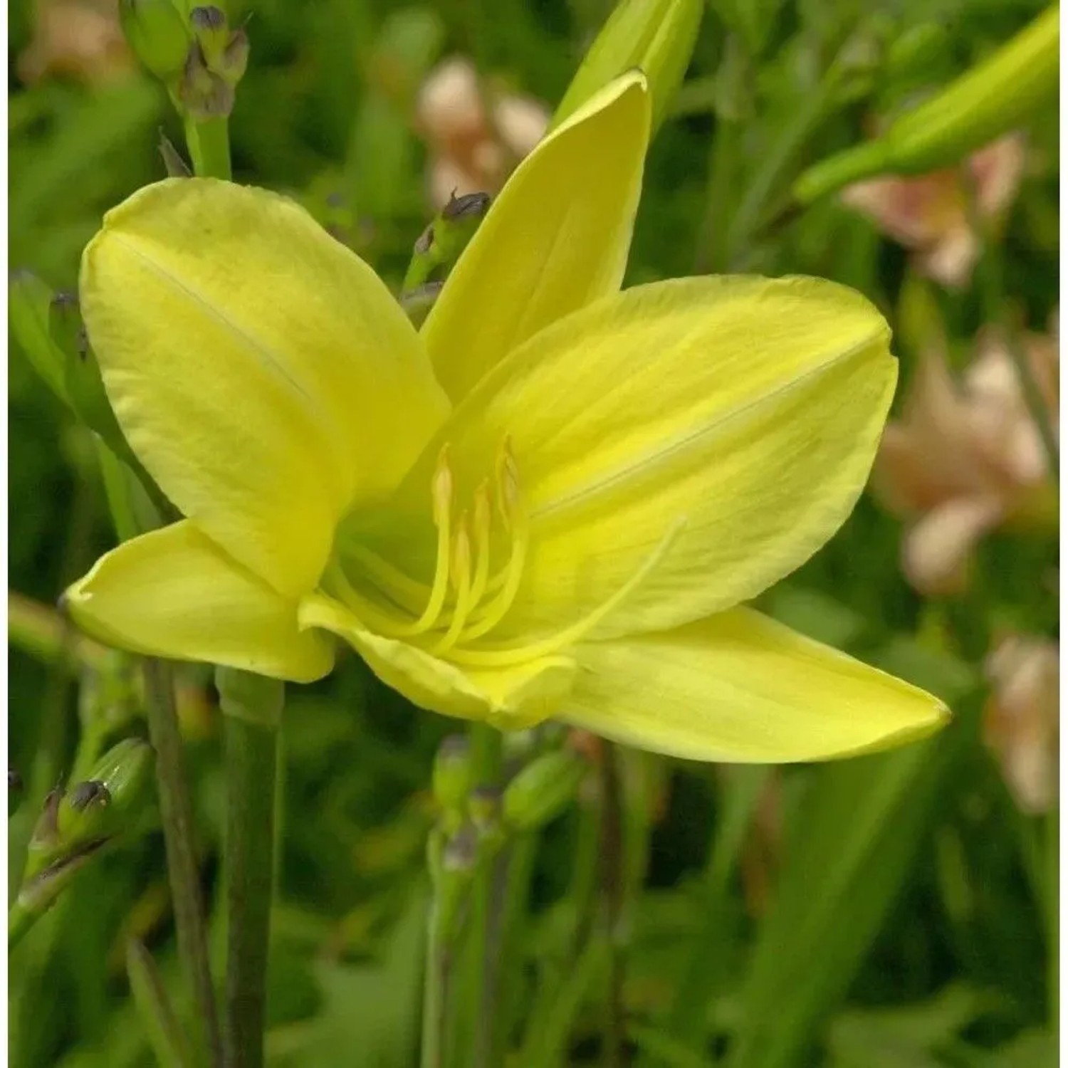 Taglilie Rundblick - Hemerocallis