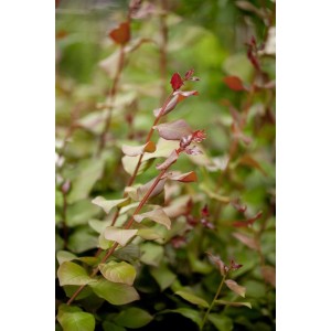 Lagerstroemia Indica Fliederbeere, 30-35 cm, mit grünem Laub und roten Trieben.