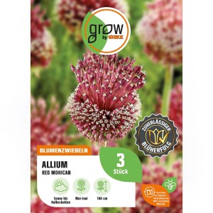 Zierlauch Red Mohican: Roter Blütenball der Allium amethystinum, eine dekorative Blumenzwiebel von GROW by OBI.