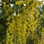 Blühender Edel Goldregen (Laburnum watereri Vossii) mit leuchtend gelben Blütentrauben.