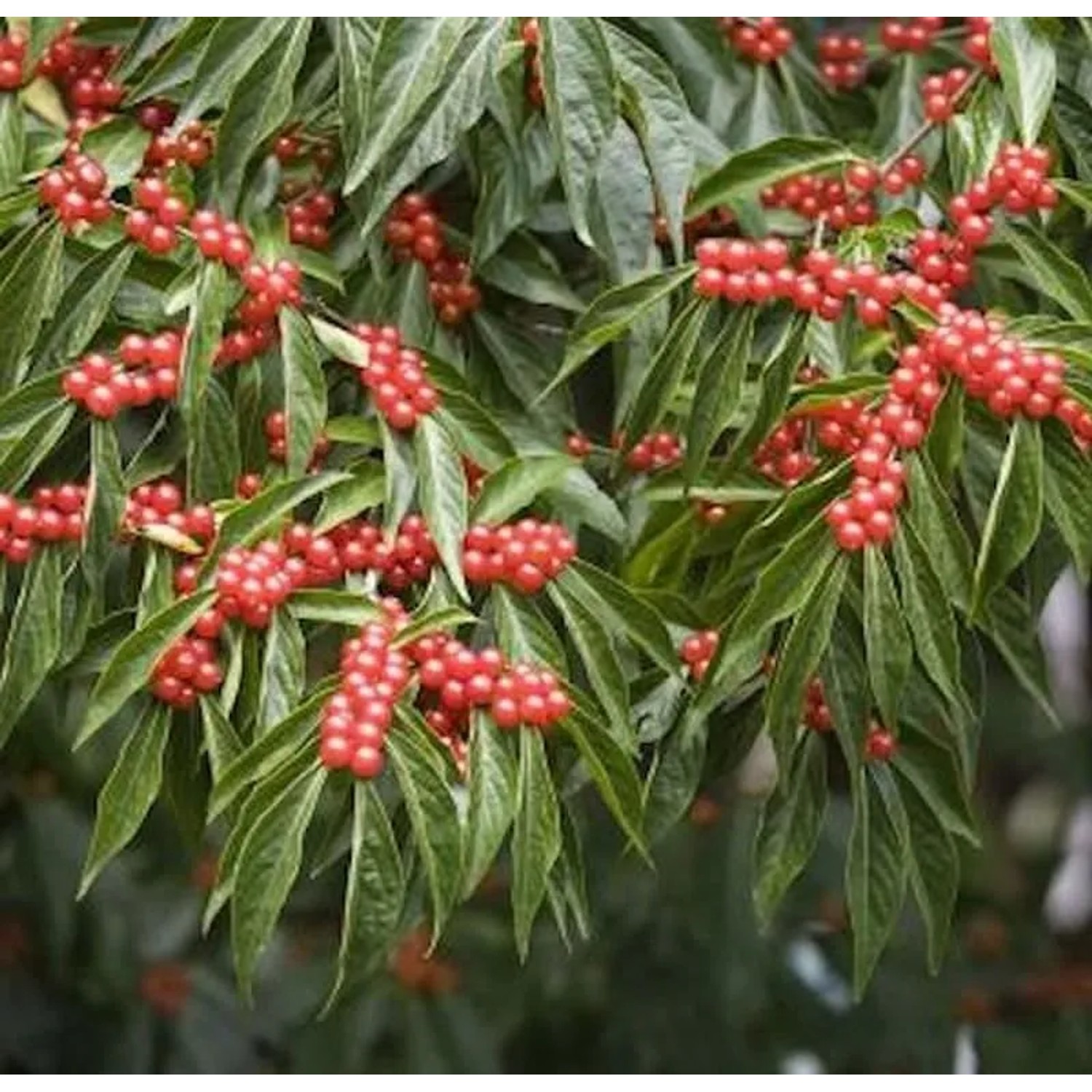 Schirm Heckenkirsche 40-60cm - Lonicera maackii