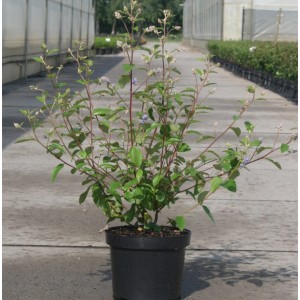 Säckelblume Topaze im Topf, ca. 40-60 cm hoch, mit blauen Blüten.