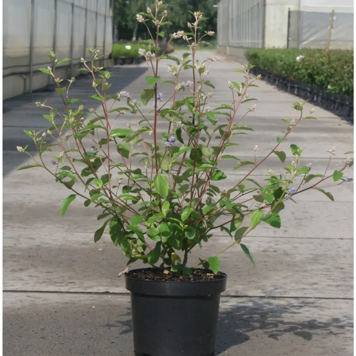 GROW by OBI Säckelblume Topaze H ca. 40-60cm Topf 4,5l Ceanothus delilianus