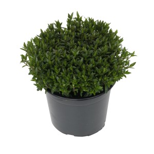 Berg-Sandkraut im Topf, grüne Blätter. Arenaria montana, winterharte Grasnelke.