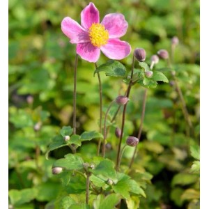 Japanische Herbstanemone Splendens mit rosa Blüte und gelber Mitte.