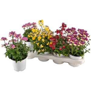 Elfenspiegel Nemesia Sunsatia im Topf, verschiedene Farben wie gelb, rot und lila.