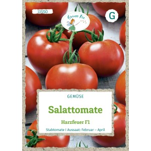 Saatgutpackung Grüne Fee Salattomate Harzfeuer F1 mit roten Tomaten.