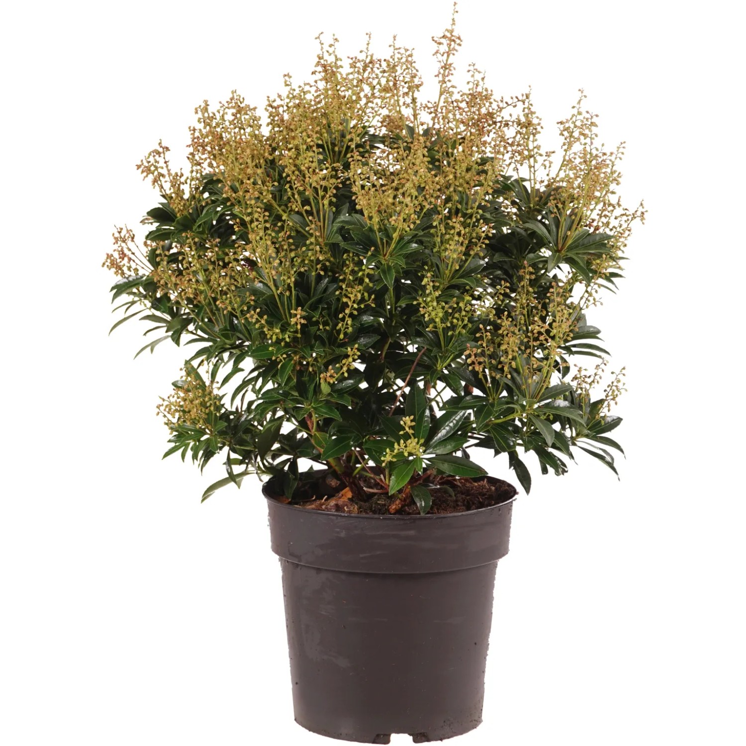 Japanische Lavendelheide "Cupido" Höhe ca. 40 cm Topf ca. 6 l Pieris japonica