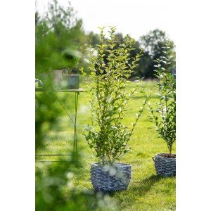 Gold-Liguster Aureum im Topf, ca. 50-60 cm hoch. Ideal für Hecken und als Sichtschutz.