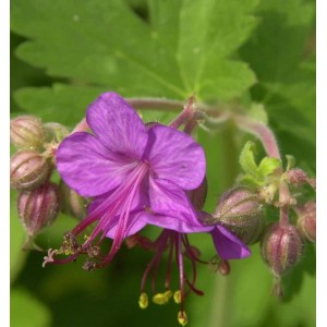 Nahaufnahme einer blühenden, lilafarbenen Balkan-Storchschnabel (Geranium macrorrhizum) Staude.