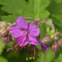 Nahaufnahme einer blühenden, lilafarbenen Balkan-Storchschnabel (Geranium macrorrhizum) Staude.