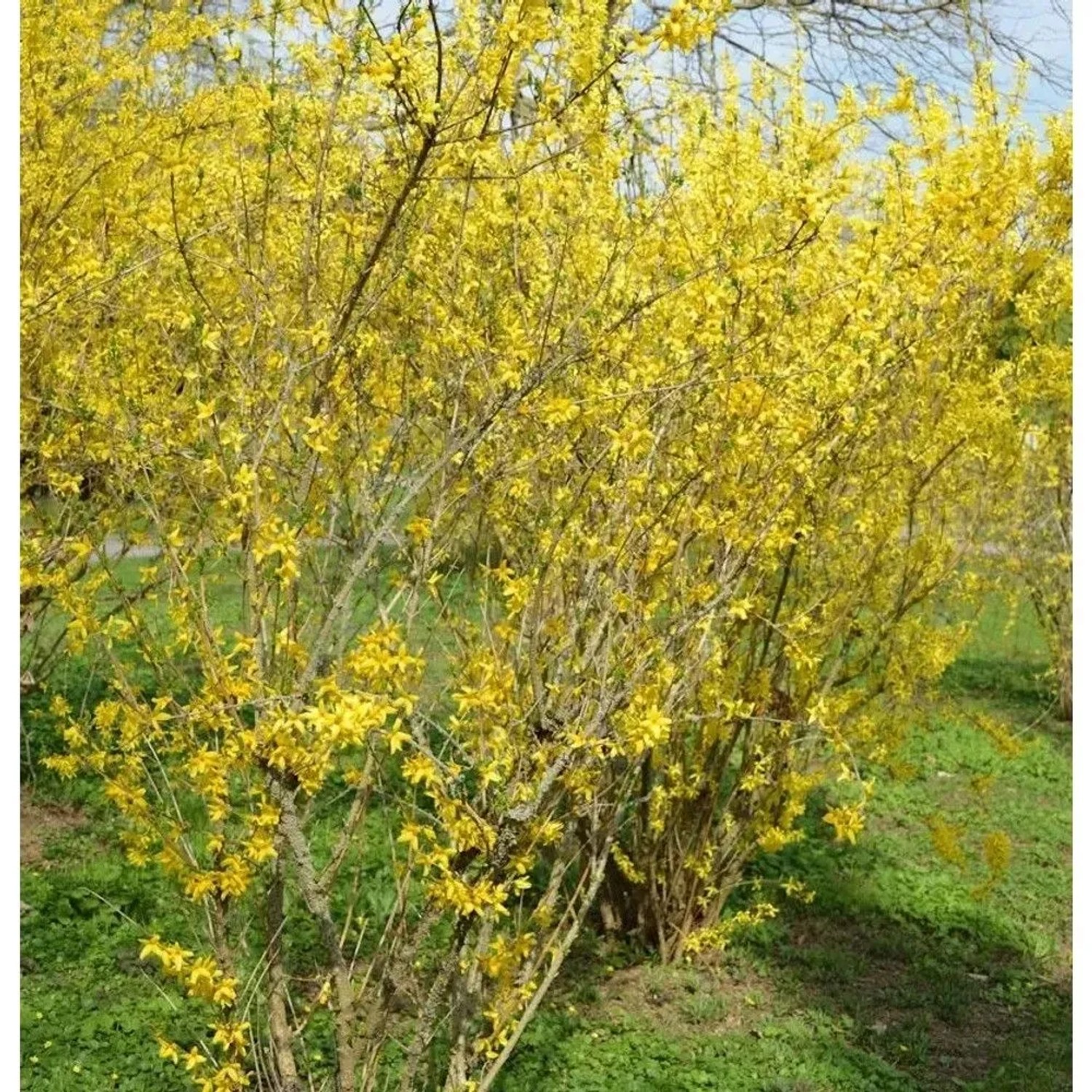 Forsythie Goldzauber 40-60cm - Forsythia intermedia