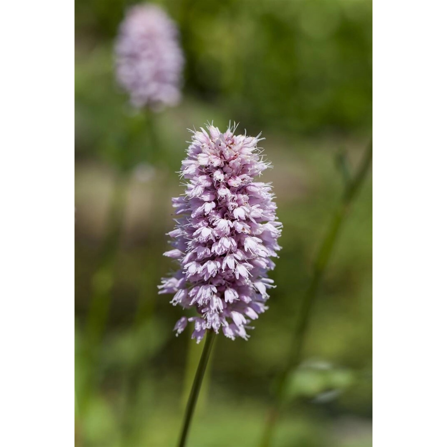 Persicaria Amphibia Wasserknöterich Ca. 9x9 cm Topf günstig online kaufen