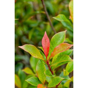 Glanzmispel Carré Rouge mit grünen und roten Blättern, Topf ca. 9 l.