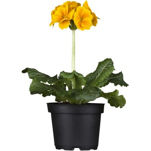 Gelbe Hohe Schlüsselblume 'Stieletto' im Topf, ca. 13 cm Ø. Frühlingsblüher für Beet und Kübel.