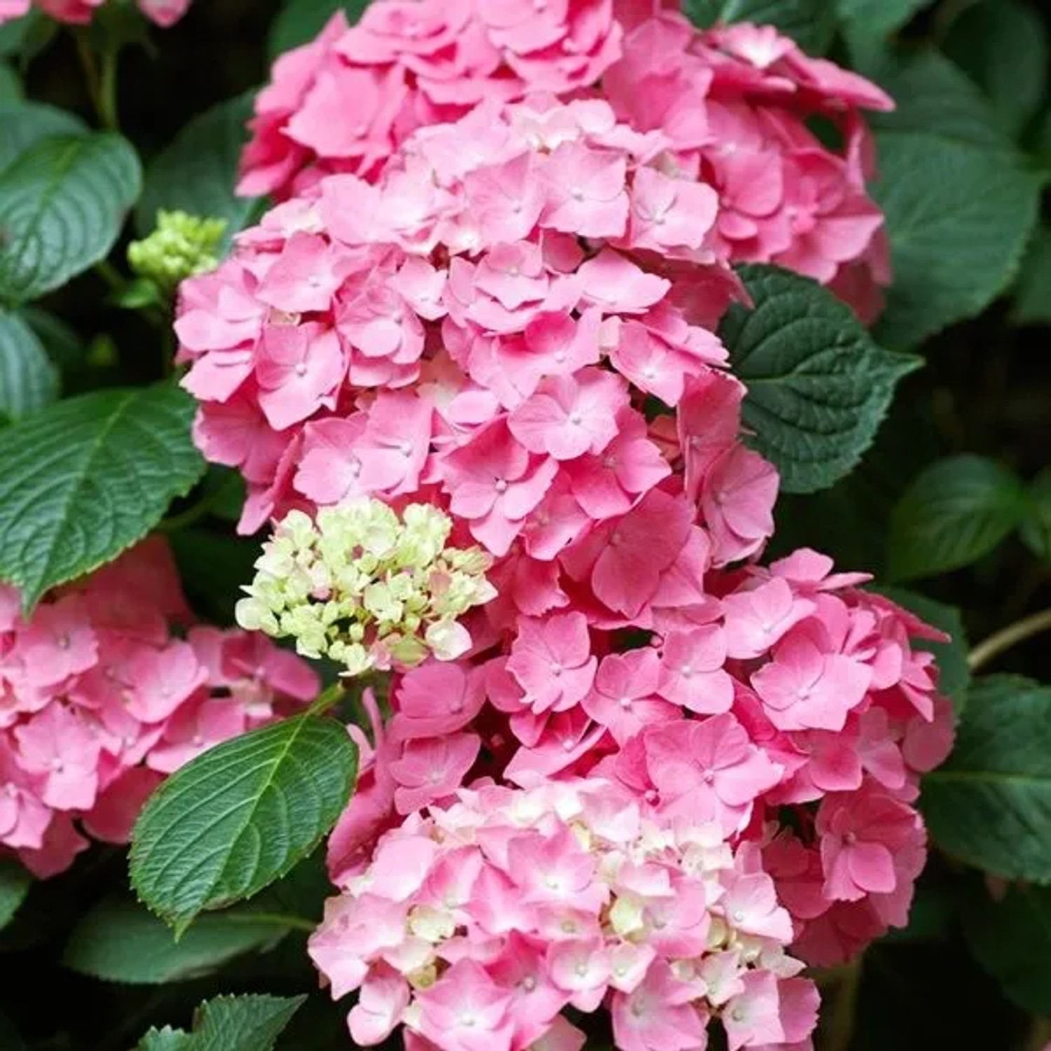 Hortensie 'Pia' Hydrangea macrophylla 25 bis 30 cm im Container Kugelige Blüten