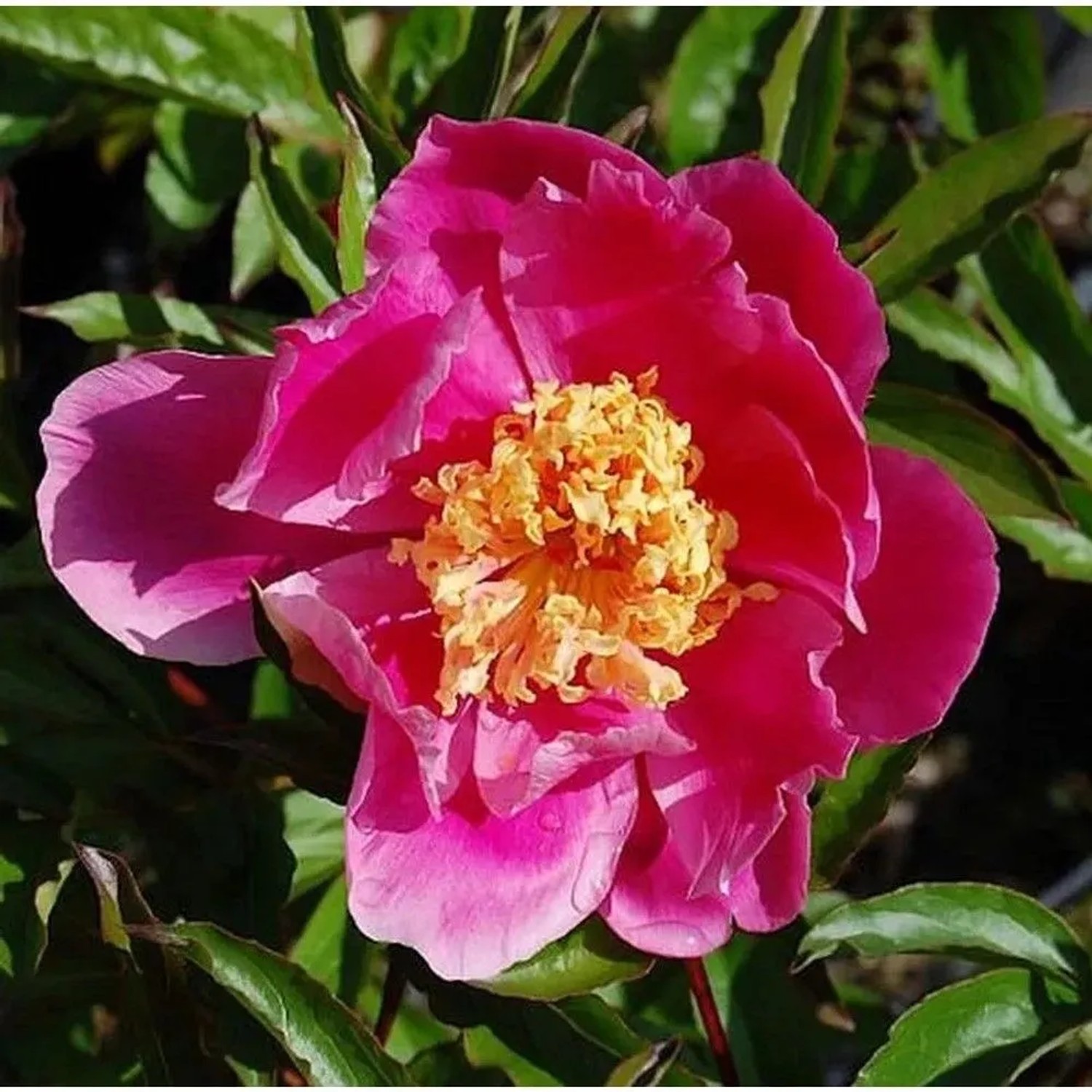 Nahaufnahme einer pinkfarbenen Edelpfingstrose Doreen (Paeonia lactiflora) mit gelber Mitte.