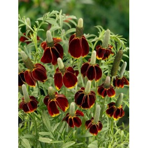 Prärie-Sonnenhut (Ratibida Columnifera) im Topf, dunkelrote Blüten mit gelbem Rand und grünem Stempel.