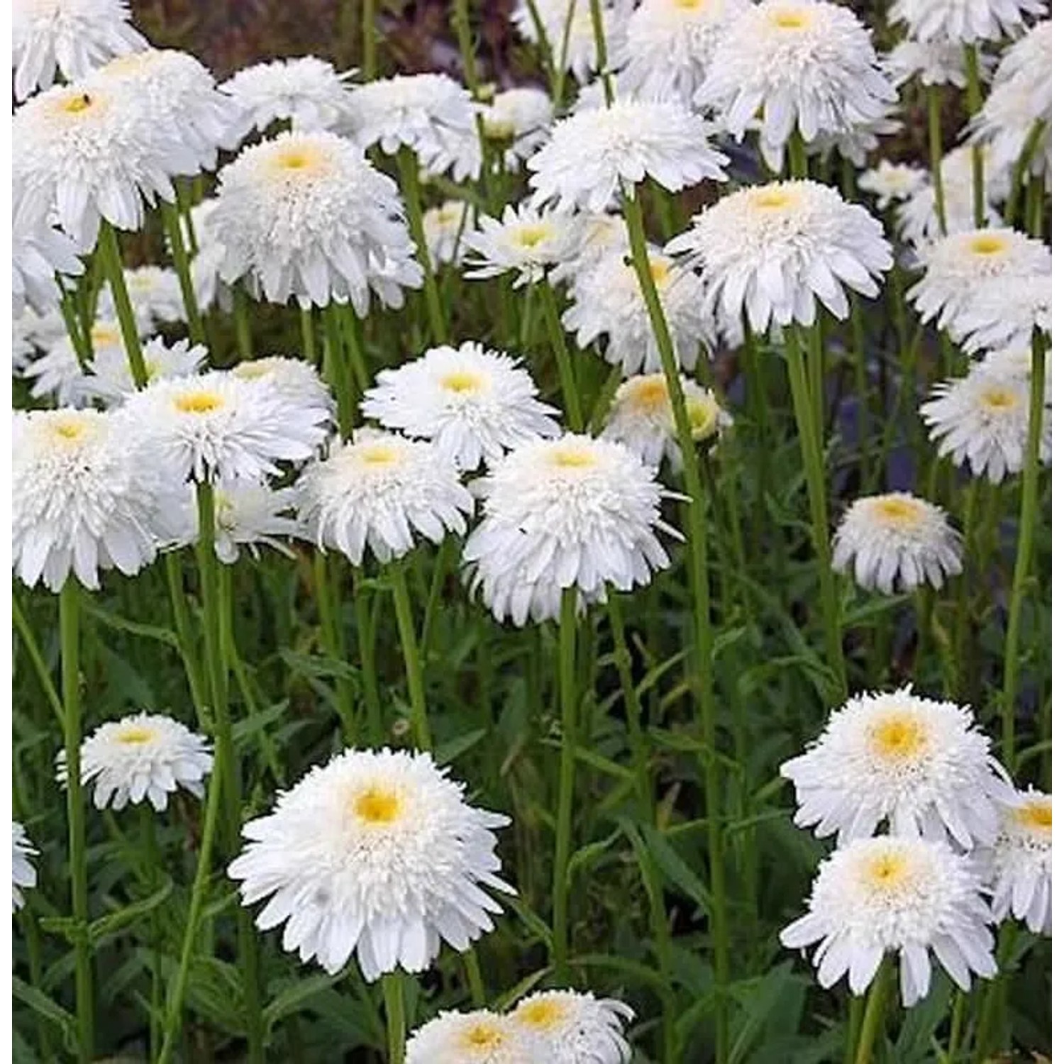 Gartenmargerite Stina - Leucanthemum superbum
