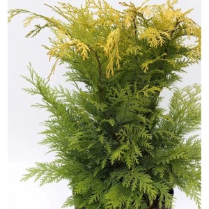 Gelbe Gartenzypresse 'Stardust', Chamaecyparis lawsoniana, ca. 80-100 cm hoch.