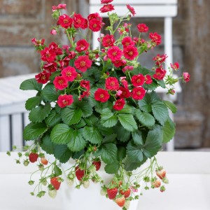 Blu Rosen-Erdbeere Summer Breeze Red im Topf mit roten Blüten und reifen Erdbeeren.