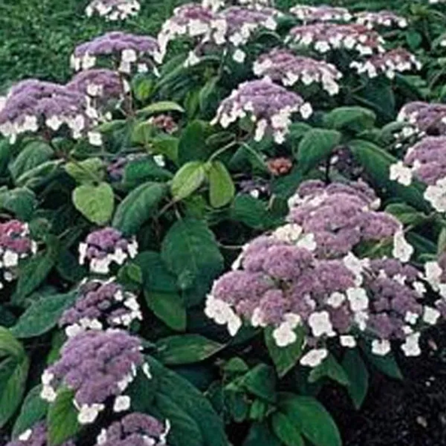 Samthortensie 'Macrophylla' Hydrangea aspera 40 bis 60 cm im Container Dunkelgrünes Laub