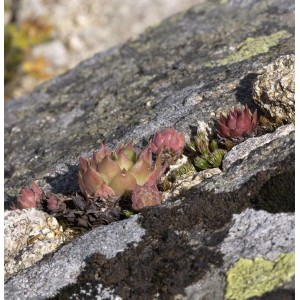 Hauswurz Staude (Sempervivum tectorum) auf einem Stein, Nahaufnahme.
