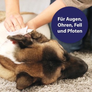 Canosept Pflegetücher reinigen Hundeaugen. Hund wird am Ohr mit Tuch gereinigt.