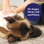 Canosept Pflegetücher reinigen Hundeaugen. Hund wird am Ohr mit Tuch gereinigt.