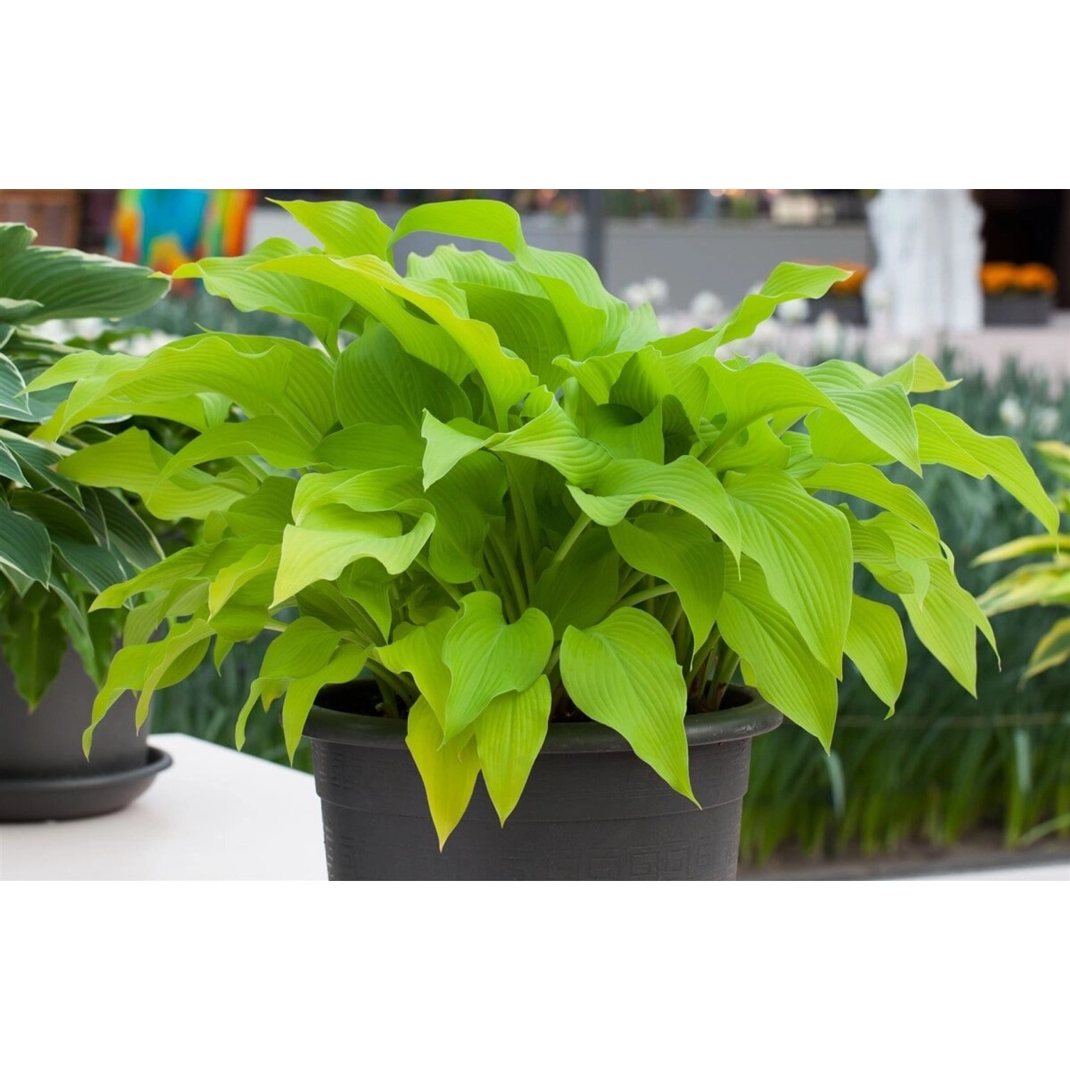 Hosta X Fortunei Sun Power Funkie Ca. 9x9 cm Topf günstig online kaufen