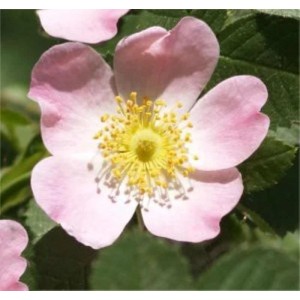 Nahaufnahme einer zarten, hellrosa Schottischen Zaunrose (Rosa rubiginosa) mit gelben Staubgefäßen.