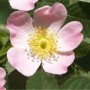 Nahaufnahme einer zarten, hellrosa Schottischen Zaunrose (Rosa rubiginosa) mit gelben Staubgefäßen.