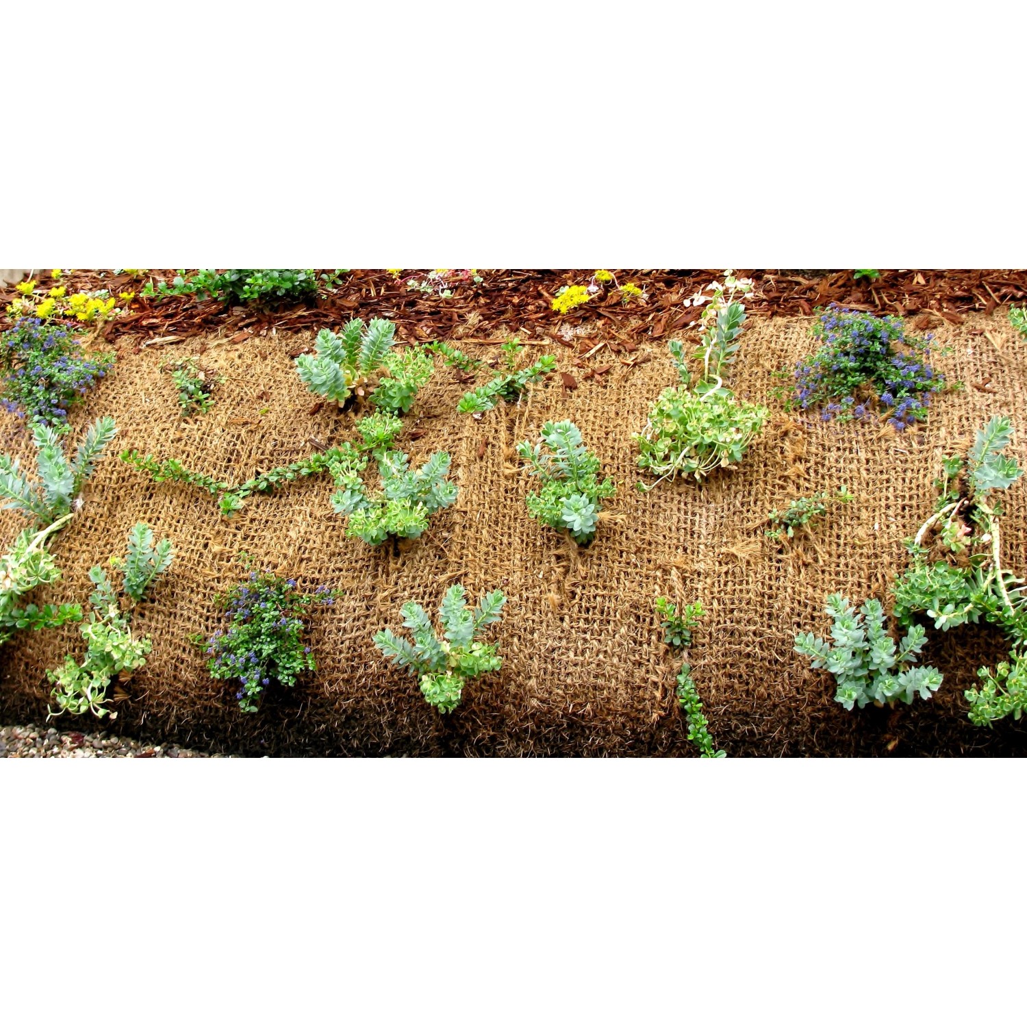 Aquagart Böschungsmatte Kokos, 1m breit, bepflanzt als Erosionsschutz am Hang.