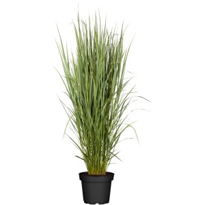 Grow by OBI Präriegras im Topf, ca. 90-200cm hoch. Ziergras für Garten und Terrasse.
