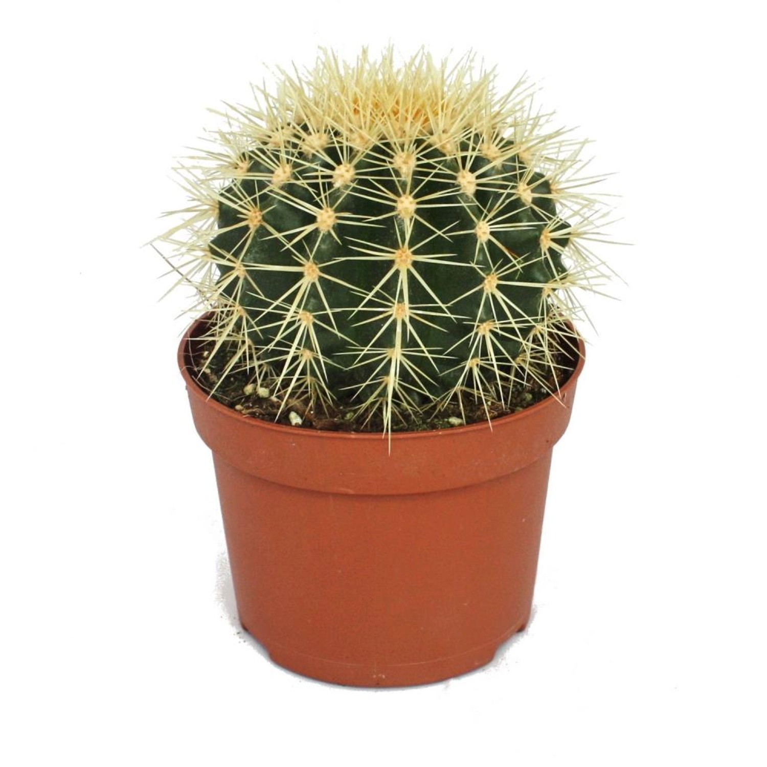 Exotenherz Echinocactus Grusonii Schwiegermutterstuhl im 12cm Topf