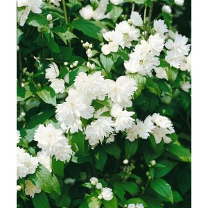 Detailaufnahme des Philadelphus Schneesturm Duftjasmin mit üppigen, weißen Blüten und grünen Blättern.